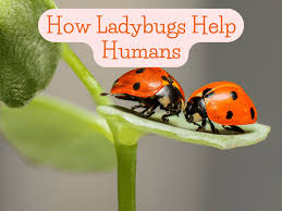 facts about how ladybugs help humans
