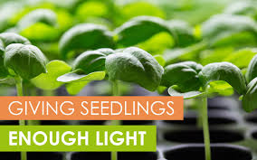 How To Give Seedlings Enough Light To Be Healthy Upstart