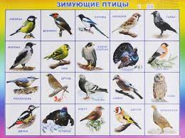 Хочу всё знать: зимующие птицы | Библиотеки Архангельска