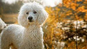 french poodle names