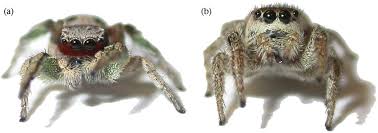 a habronattus pyrrithrix a male and