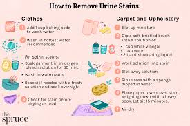 remove urine stains from clothes and carpet