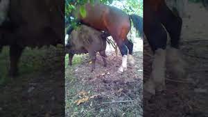 Video sexe cheval