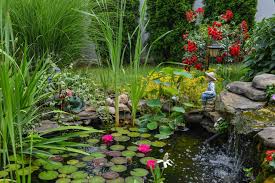 Best Pond Plants Squires Garden Centres