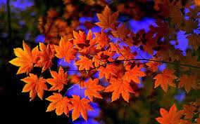 forest autumn leaves maple sky