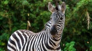 The zebra habitat used to belong to marty. Grant S Zebra The Houston Zoo