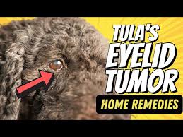 natural treatment for dog eyelid tumor