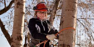 Arborists become certified through the international society of arboriculture (isa). Urban Forestry Arboriculture Ontario College Certificate Full Time Program Course Pembroke