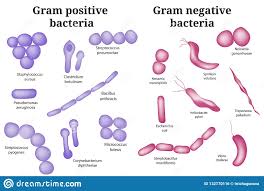 Gram Positive And Gram Negative Bacteria Stock Vector