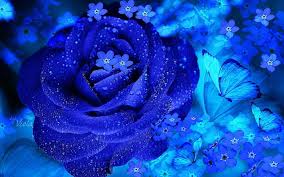 quality wallpaper blue rose flower