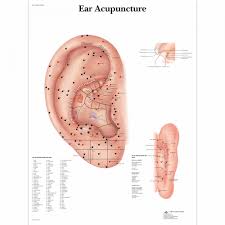 Ear Acupuncture Laminated Chart Poster