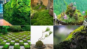 The Beauty And Art Of Japanese Moss