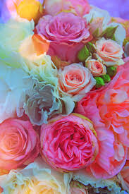 rose pink flower romantic romance