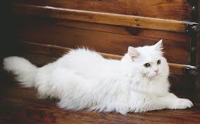 What i wonder is whether the name persian is related with this word or not. Girl Cat Names 400 Fabulous Names For Female Felines