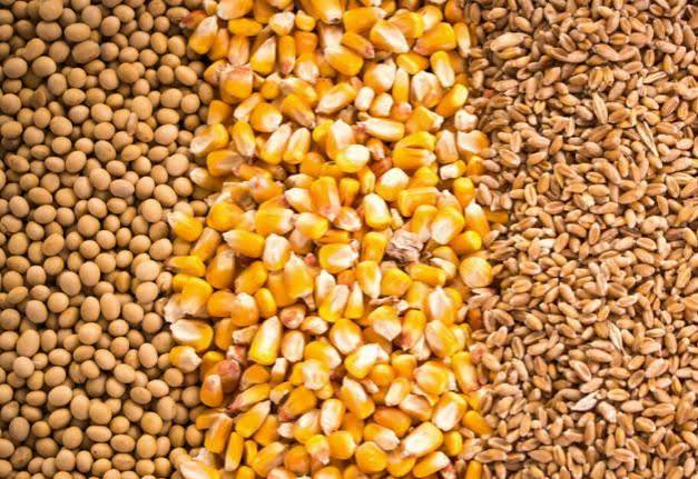 En el primer semestre los productores vendieron solo 30% de la cosecha de soja: ¿Una estrategia para tratar de empalmar con la rebaja paulatina de retenciones a partir de 2027? – Bichos de Campo