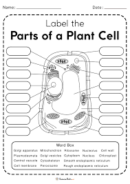 plant cell worksheets free printable