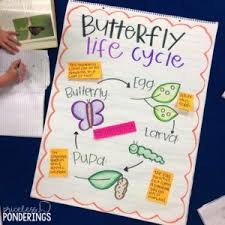 Life Cycles Of A Butterfly Anchor Chart Life Cycles