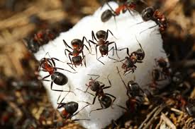 sugar ants explained with photos