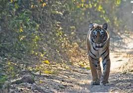 Uttarakhand Tiger