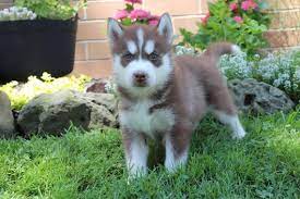 Check spelling or type a new query. Agouti Husky Puppies For Sale Colorado