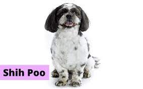 shih poos pros cons from real owners