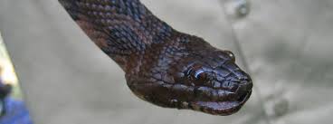 Common Snakes Of Ohio