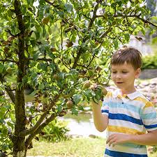 Types Of Fruit Trees The Home Depot