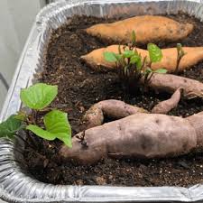 how to grow sweet potatoes growing in