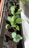 can-i-grow-pak-choi-in-pots