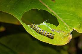 16 Caterpillars Found In New Jersey 5