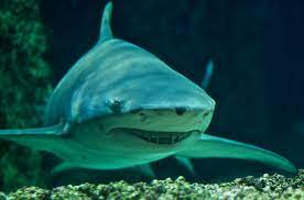 It has a flattened head with a short, broad snout and the second dorsal fin is almost as large as the first. Sicklefin Lemon Shark Wikipedia