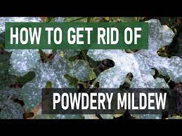 how to get rid of powdery mildew 4
