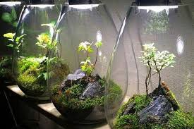 11 Diy Moss Terrarium Ideas That Will