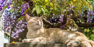 Spring Gardening Tips For Cat Owners