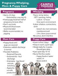 Dog Pregnancy Whelping Mom And Puppy Care Breeding