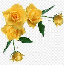 yellow rose flower free png transpa