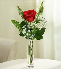 red rose in a vase with accent foliage