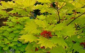 Instead, there are different types of soil that carry different properties. How To Grow Acers Or Japanese Maples April Plant Of The Month