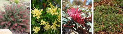 Australian Native Plants For Hedges