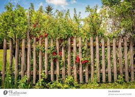 Wooden Garden Fence Overgrown With