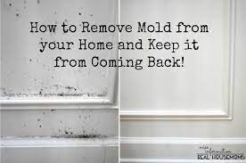 remove mold from your home and keep it