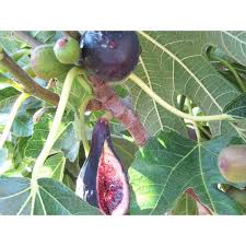 wekiva foliage black mission fig tree