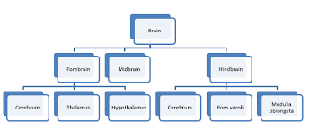 Draw A Short Flow Chart Of Structure Of Brain Biology