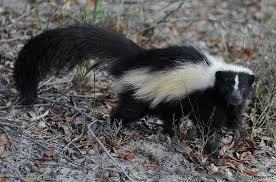 how to get rid of skunks forget about