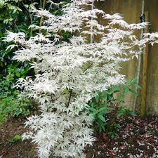 Good soil can make the difference between mediocre and truly exceptional harvests. Buy Acer Palmatum Ukigumo J Parker Dutch Bulbs