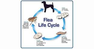 flea life cycle how do these