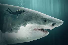 megalodon images browse 1 691 stock