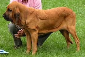 Bloodhound Wikipedia