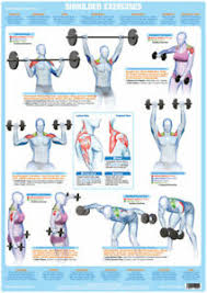 Details About Shoulder Muscles Weight Training And Body Building Poster Gym Exercise Chart