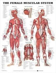 Details About Female Muscular System Poster 66x51cm Anatomical Chart Human Body Anatomy